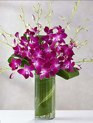 M129 Cylinder of Dendrobium from Fabbrini's Flowers in Hoffman Estates, IL