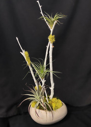 P116 Airplant Tree from Fabbrini's Flowers in Hoffman Estates, IL