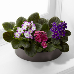 P111 African Violets from Fabbrini's Flowers in Hoffman Estates, IL