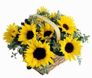 F123 Sunflower Basket from Fabbrini's Flowers in Hoffman Estates, IL