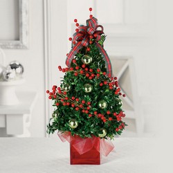 Boxwood Christmas tree C105 from Fabbrini's Flowers in Hoffman Estates, IL