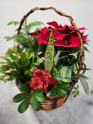 P127 Christmas Garden