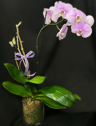 AD108 Phalaenopsis Orchid Plant from Fabbrini's Flowers in Hoffman Estates, IL