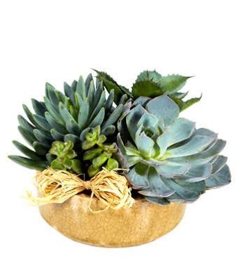 AD111 Succulent Garden from Fabbrini's Flowers in Hoffman Estates, IL