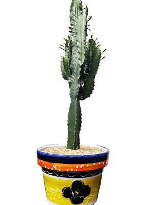 CC2 CANDELABRA CACTUS from Fabbrini's Flowers in Hoffman Estates, IL