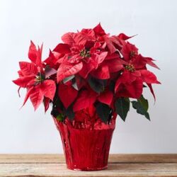 CH1073 Red Poinsettia from Fabbrini's Flowers in Hoffman Estates, IL