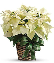 CH1074 White Poinsettia from Fabbrini's Flowers in Hoffman Estates, IL
