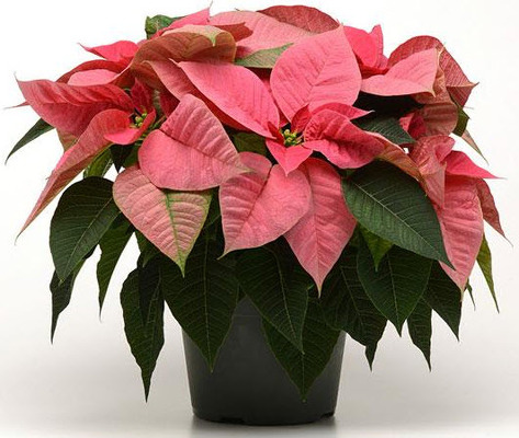 CH1075 Pink Poinsettia from Fabbrini's Flowers in Hoffman Estates, IL
