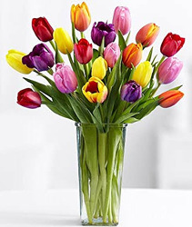 E117 Taste of Tulips from Fabbrini's Flowers in Hoffman Estates, IL