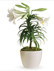 ES109 Easter lily from Fabbrini's Flowers in Hoffman Estates, IL