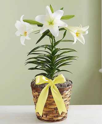 EAS113 Easter lily from Fabbrini's Flowers in Hoffman Estates, IL