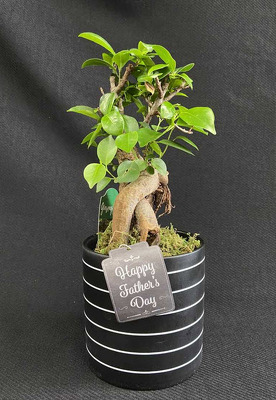 FD113 Father's Day Ginseng Ficus from Fabbrini's Flowers in Hoffman Estates, IL