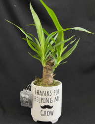 FD115 Father's Day Yucca Plant from Fabbrini's Flowers in Hoffman Estates, IL