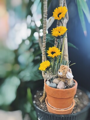 G1 GROUND HOG DAY -  from Fabbrini's Flowers in Hoffman Estates, IL