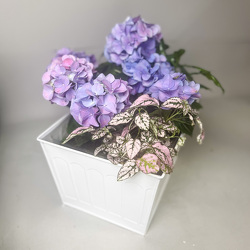M208 Hydrangea Plant from Fabbrini's Flowers in Hoffman Estates, IL