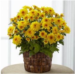 P105 Mum Plant In Wicker from Fabbrini's Flowers in Hoffman Estates, IL