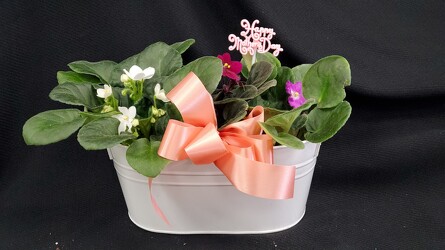 M202 Mom's African Violets from Fabbrini's Flowers in Hoffman Estates, IL