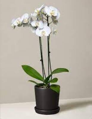 AD108 Phalaenopsis Orchid Plant from Fabbrini's Flowers in Hoffman Estates, IL