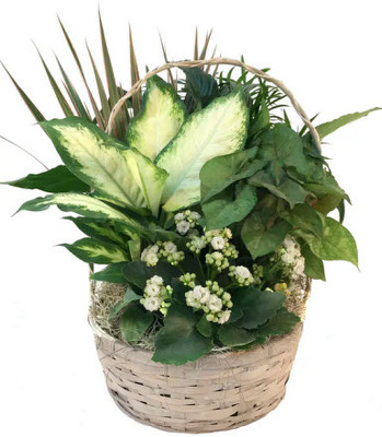 P117 European Dish Garden
