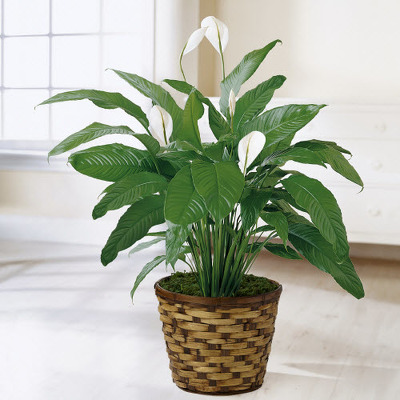 P106 Peace Lily Plant from Fabbrini's Flowers in Hoffman Estates, IL