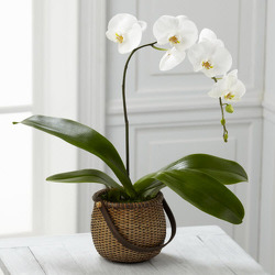 P109 Phalaenopsis Orchid Plant from Fabbrini's Flowers in Hoffman Estates, IL