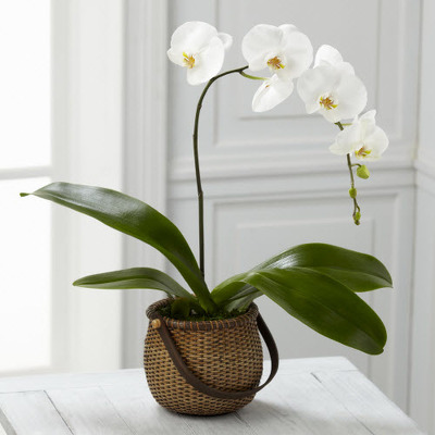 P109 Phalaenopsis Orchid Plant