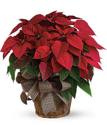 CH1073 Red Poinsettia from Fabbrini's Flowers in Hoffman Estates, IL