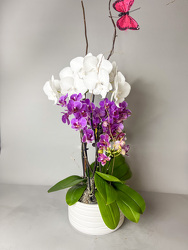 AD108 Phalaenopsis Orchid Plant from Fabbrini's Flowers in Hoffman Estates, IL
