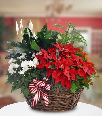 CHRISTMAS PLANTER CH200 from Fabbrini's Flowers in Hoffman Estates, IL