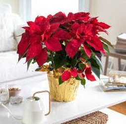 Poinsettia P1200 from Fabbrini's Flowers in Hoffman Estates, IL