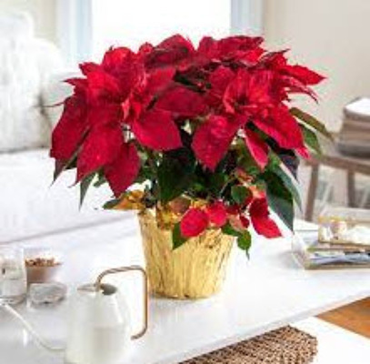 CH170 Larger Red Poinsettia