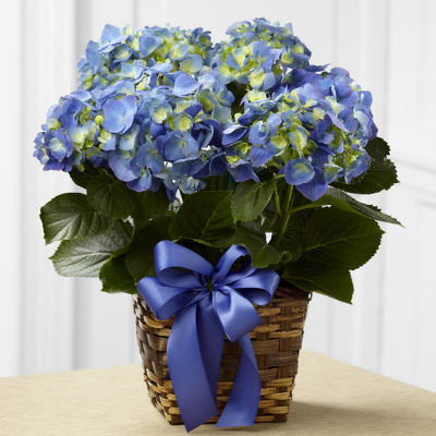 P928 Blue Hydrangea Plant from Fabbrini's Flowers in Hoffman Estates, IL