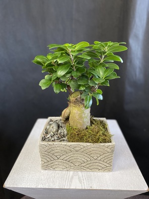 P302 Ficus Ginseng from Fabbrini's Flowers in Hoffman Estates, IL