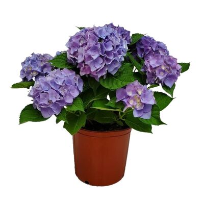 Blue hydrangea plant
