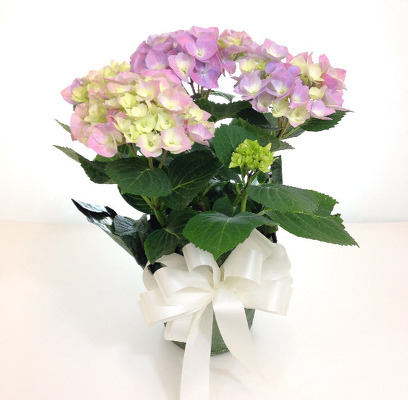 P126 Pink Hydrangea Plant from Fabbrini's Flowers in Hoffman Estates, IL