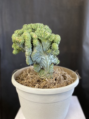 P303 Myrtillocactus from Fabbrini's Flowers in Hoffman Estates, IL