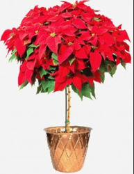CH171 Poinsettia Tree from Fabbrini's Flowers in Hoffman Estates, IL