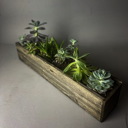 SG1 Long and low succulent garden from Fabbrini's Flowers in Hoffman Estates, IL