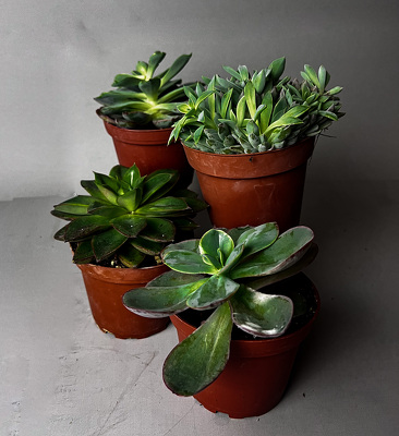 P310 Assorted succulents from Fabbrini's Flowers in Hoffman Estates, IL