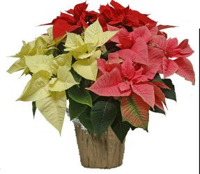 CH172 Poinsettia Trio  from Fabbrini's Flowers in Hoffman Estates, IL